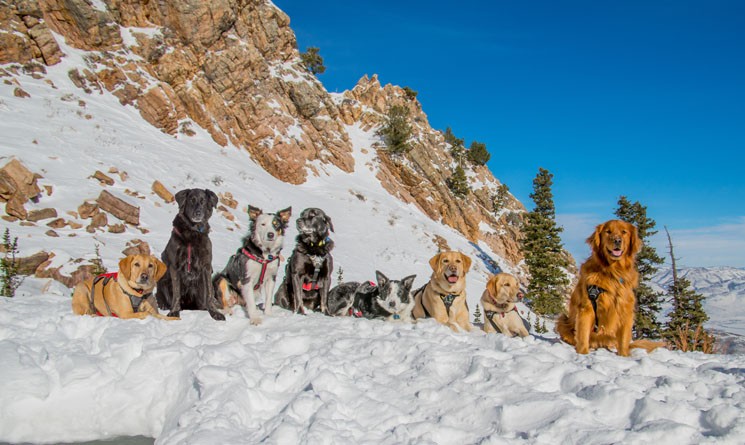 Snowbasin Mountain Safety Dogs